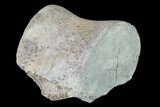 Fossil Whale Lumbar Vertebra - South Carolina #137591-3